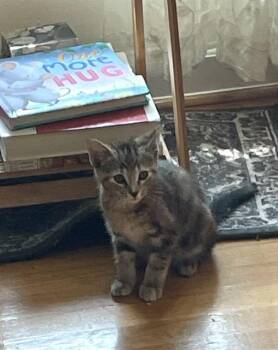 ROSE -  Domestic Short Hair Cat for Adoption in Louisville, Kentucky - ROSE | PetCurious