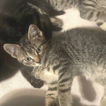 Rescue Domestic Short Hair Cats for Adoption in Washougal, Washington - Toulouse | PetCurious