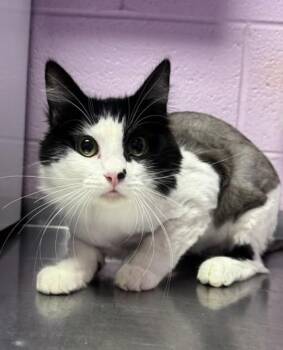 Freesia -  Domestic Medium Hair Cat for Adoption in El Paso, Texas - Freesia | PetCurious