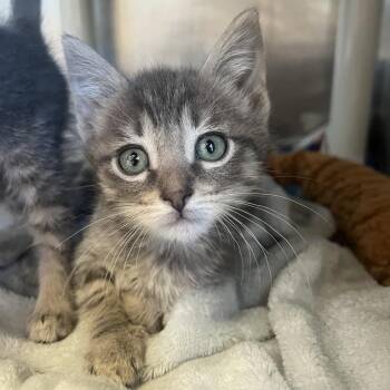 Domestic Short Hair Cats Available for Adoption - Meeko | PetCurious