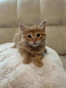 Karamel -  Domestic Long Hair Cat for Adoption in Lancaster, California - Karamel | PetCurious