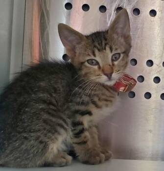 Tiger -  Domestic Short Hair Cat for Adoption in Kansas City, Missouri - Tiger | PetCurious