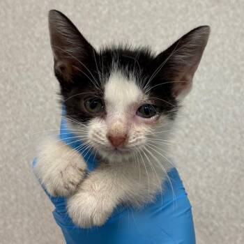 Gidget -  Domestic Short Hair Cat for Adoption in San Antonio, Texas - Gidget | PetCurious