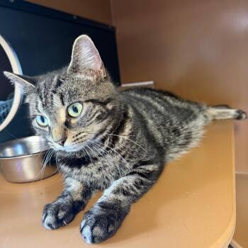 Ferry -  Domestic Short Hair Cat for Adoption in Middlebury, Vermont - Ferry | PetCurious
