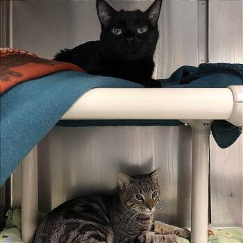 Domestic Short Hair Cats Available for Adoption - Squeaks | PetCurious