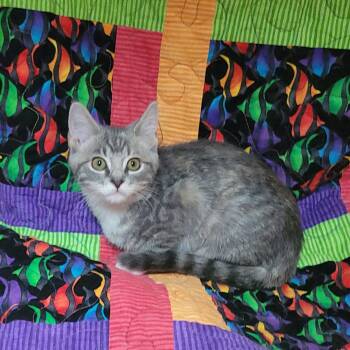Sesame street - Bertha -  Domestic Short Hair Cat for Adoption in Akron, Ohio - Sesame Street - Bertha | PetCurious