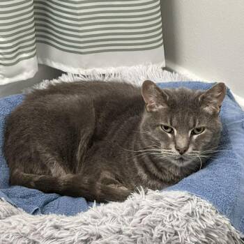 Domestic Short Hair Cats Available for Adoption - Finn | PetCurious