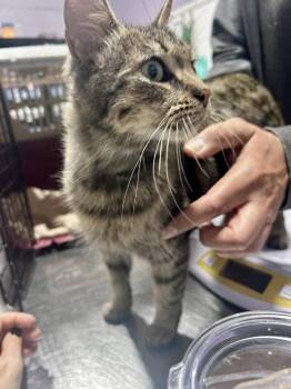 Penelope -  Domestic Short Hair Cat for Adoption in Ferndale, Michigan - Penelope | PetCurious