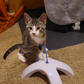 Bo -  Domestic Short Hair Cat for Adoption in Nampa, Idaho - Bo | PetCurious
