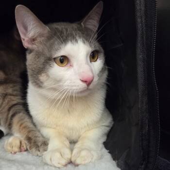 Philip -  Domestic Short Hair Cat for Adoption in Ballston Spa, New York - Philip | PetCurious