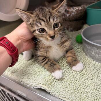 Domestic Short Hair Cats Available for Adoption in Port Charlotte, Florida - Beavis | PetCurious