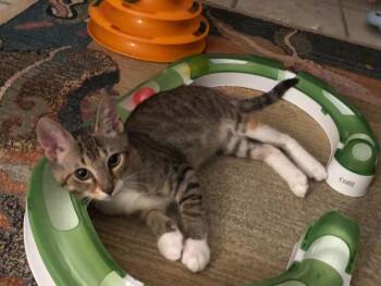 Eleanor -  Tabby Cat for Adoption in Ormond Beach, Florida - Eleanor | PetCurious