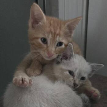 Domestic Short Hair Cats Available for Adoption in Nashville, Tennessee - Pikachu | PetCurious