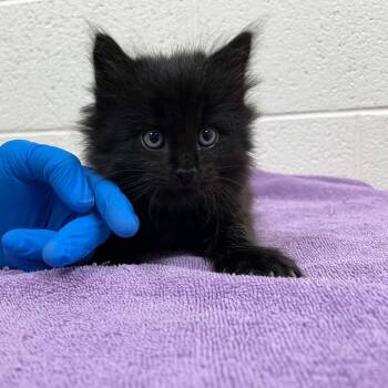 Firewheel -  Domestic Medium Hair Cat for Adoption in Harrisonburg, Virginia - Firewheel | PetCurious