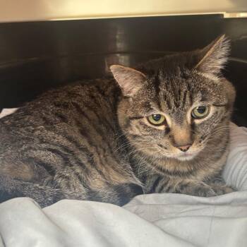 Minnie -  Domestic Short Hair Cat for Adoption in Taos, New Mexico - Minnie | PetCurious
