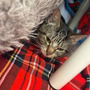 Kurt -  Domestic Short Hair Cat for Adoption in Brockton, Massachusetts - Kurt | PetCurious