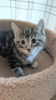 Twinkle -  Domestic Short Hair Cat for Adoption in Winnipeg, Manitoba - Twinkle | PetCurious
