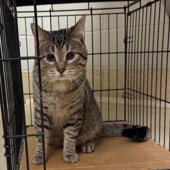 Domestic Short Hair Cats Available for Adoption in Bristol, Indiana - Kylo | PetCurious