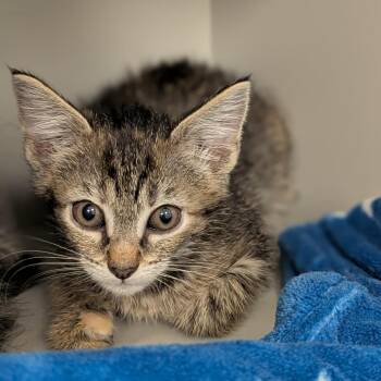 Shakra -  Domestic Short Hair Cat for Adoption in Buchanan Dam, Texas - Shakra | PetCurious