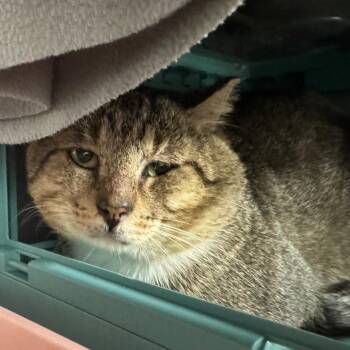 Potato -  Domestic Short Hair Cat for Adoption in Edwardsville, Illinois - Potato | PetCurious