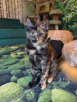 Junebug -  Tortoiseshell Cat for Adoption in Beaverton, Oregon - Junebug | PetCurious