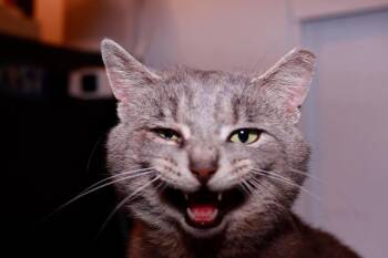 Domestic Short Hair Cats Available for Adoption in Cleveland, Ohio - Stapes | PetCurious