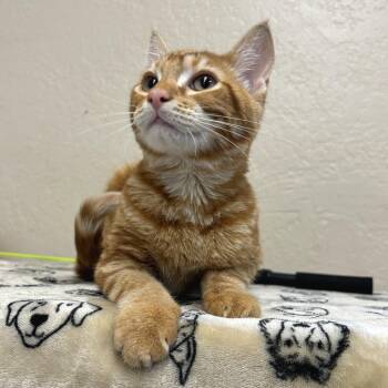 Domestic Short Hair Cats Available for Adoption - Hoss | PetCurious