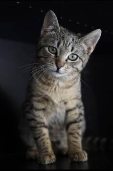 Domestic Short Hair Cats Available for Adoption - Tiger ( Sweet , Friendly & Fun) | PetCurious