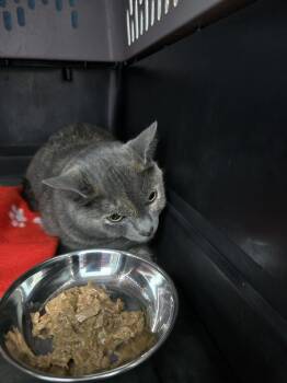 Domestic Short Hair Cats Available for Adoption in Evansville, Indiana - Smoke | PetCurious
