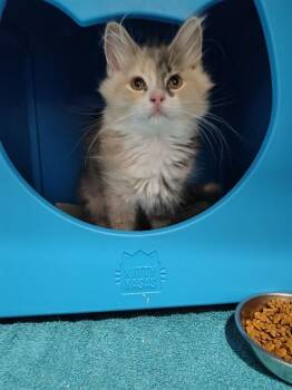 CAT KITTY CAT CAT -  Domestic Short Hair Cat for Adoption in Leesburg, Virginia - CAT KITTY CAT CAT | PetCurious