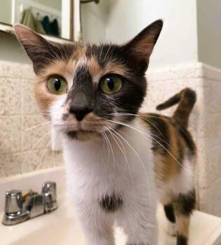 Rescue Domestic Short Hair Cats for Adoption in Nolensville, Tennessee - Queenie | PetCurious