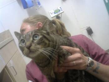 Domestic Short Hair Cats Available for Adoption - AZURA | PetCurious