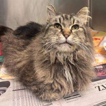 Domestic Medium Hair Cats Available for Adoption - Spam | PetCurious