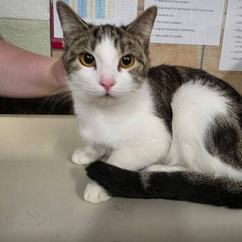 Domestic Short Hair Cats Available for Adoption - Regice | PetCurious