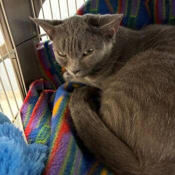 Grogu -  Domestic Short Hair Cat for Adoption in Oak Park, Illinois - Grogu | PetCurious