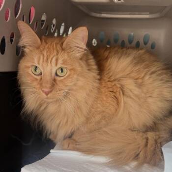 Timlin -  Tabby Cat for Adoption in Midlothian, Texas - Timlin | PetCurious