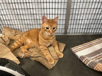 Kraig -  Domestic Short Hair Cat for Adoption in Raleigh, North Carolina - Kraig | PetCurious