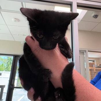 Kentucky -  Domestic Short Hair Cat for Adoption in Englewood, Florida - Kentucky | PetCurious
