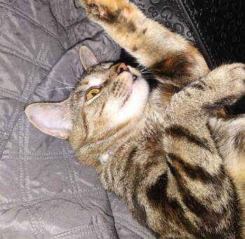 Rescue Domestic Short Hair Cats for Adoption in Forest, Virginia - *Sushi | PetCurious