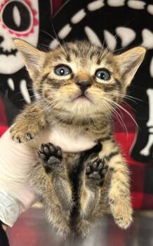 Domestic Short Hair Cats Available for Adoption - TWIX | PetCurious