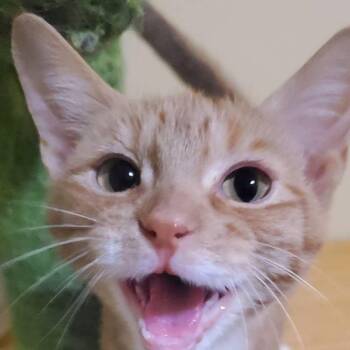 Cutie -  Domestic Short Hair Cat for Adoption in Santa Fe, Texas - Cutie | PetCurious