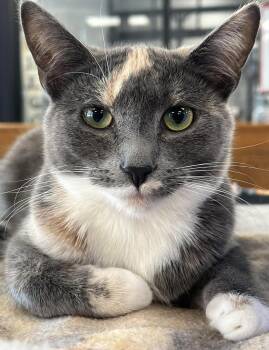 Domestic Short Hair Cats Available for Adoption - Maple | PetCurious