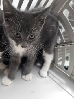 Pen 40 Truffle -  Domestic Short Hair Cat for Adoption in Lawrenceville, Georgia - Pen 40 Truffle | PetCurious