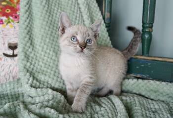 Rescue Domestic Short Hair Cats for Adoption in San Antonio, Texas - Jesse James | PetCurious