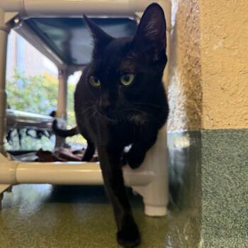 Sophie -  Domestic Short Hair Cat for Adoption - Sophie | PetCurious