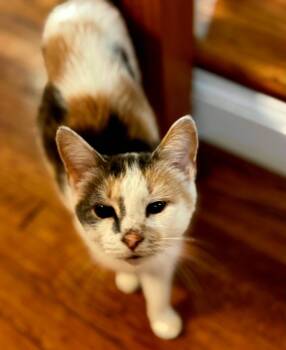 MAMA TAO -  Dilute Calico Cat for Adoption in Franklin, Tennessee - MAMA TAO | PetCurious