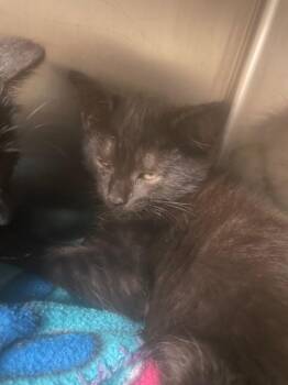 Spite -  Domestic Medium Hair Cat for Adoption in Blountville, Tennessee - Spite | PetCurious