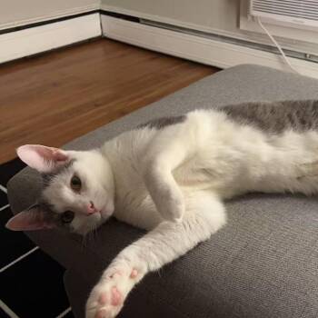 Rescue American Shorthair Cats for Adoption in Evanston, Illinois - Whittaker | PetCurious