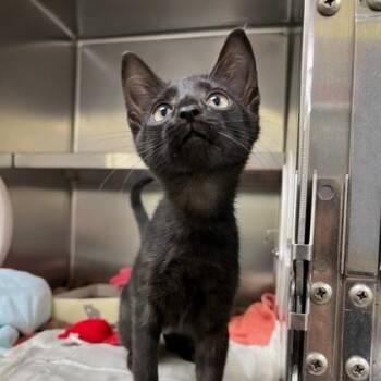 Oat Milk -  Domestic Short Hair Cat for Adoption in Richmond, Virginia - Oat Milk | PetCurious