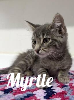 Myrtle -  Domestic Medium Hair Cat for Adoption in Manistee, Michigan - Myrtle | PetCurious